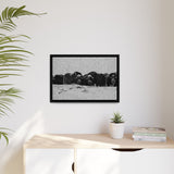 Musk Oxen in Winter