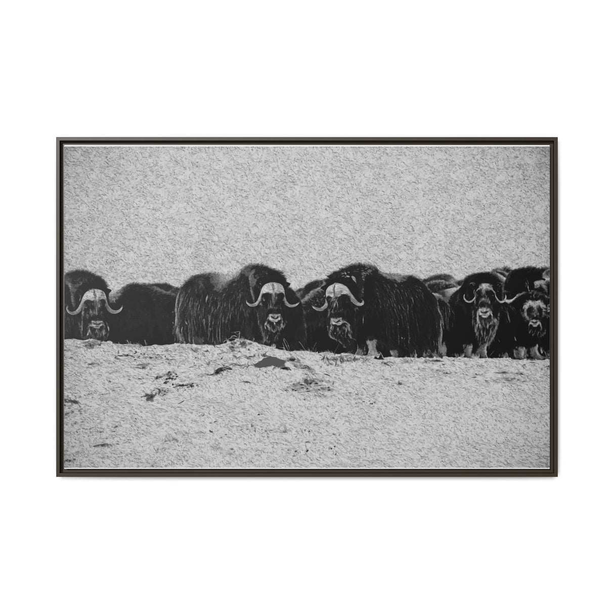 Musk Oxen of the Arctic Tundra, Sirmilik National Park