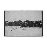 Musk Oxen of the Arctic Tundra, Sirmilik National Park