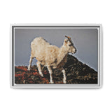 Dall’s Sheep on Rocky Ridge, Nááts'įhch'oh National Park