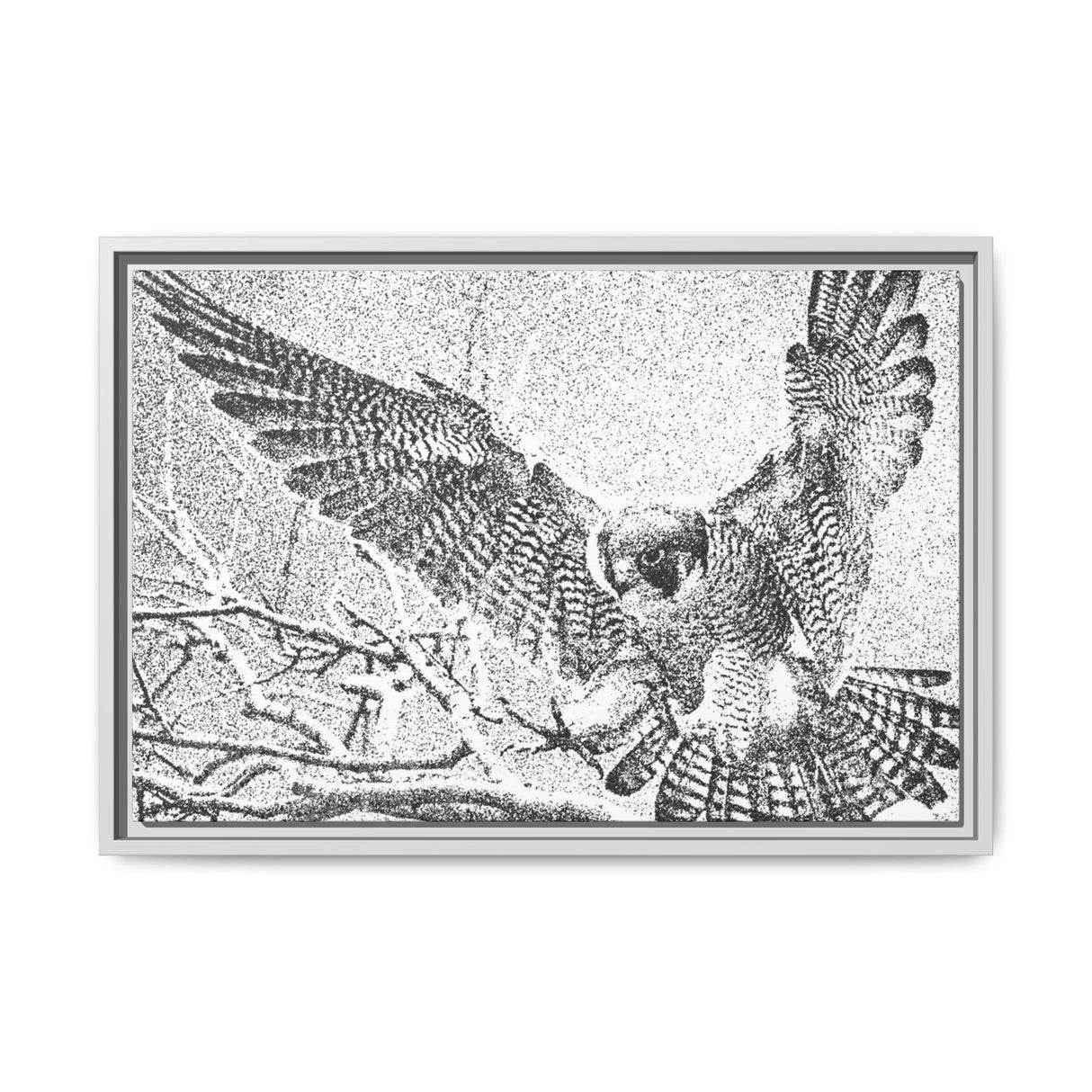 Peregrine Falcon in Flight, Tuktut Nogait National Park