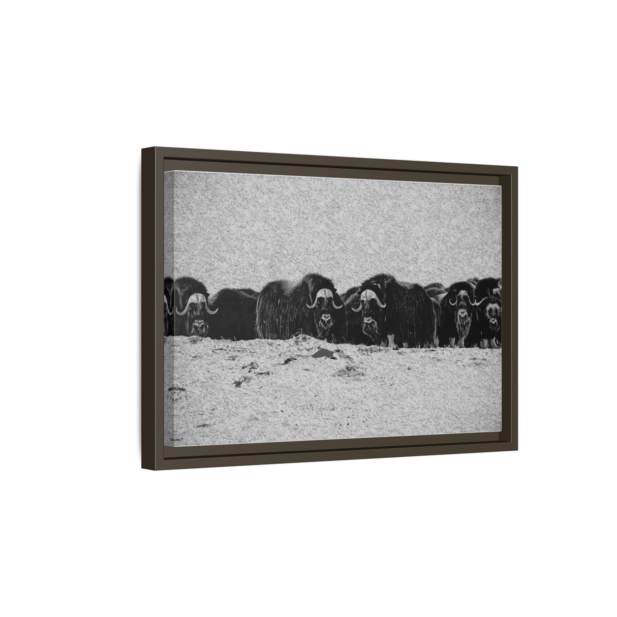 Musk Oxen of the Arctic Tundra, Sirmilik National Park