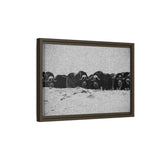 Musk Oxen of the Arctic Tundra, Sirmilik National Park
