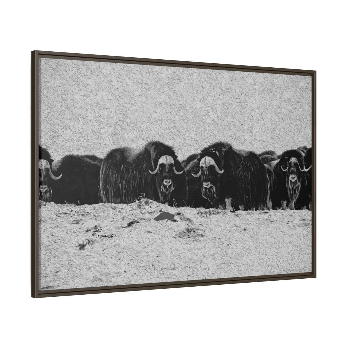 Musk Oxen in Winter