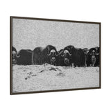 Musk Oxen in Winter