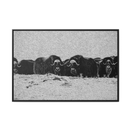 Musk Oxen in Winter