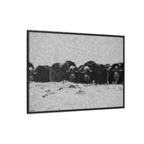 Musk Oxen in Winter