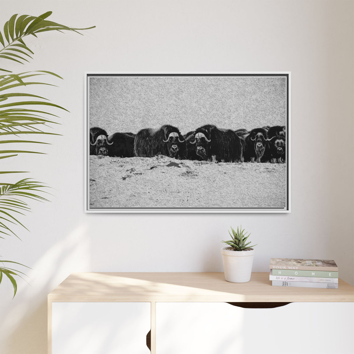 Musk Oxen of the Arctic Tundra, Sirmilik National Park