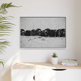 Musk Oxen of the Arctic Tundra, Sirmilik National Park