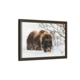 Muskox in Winter Silence, Aulavik National Park