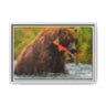 Brown Bear Fishing for Salmon, Katmai National Park