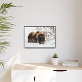Muskox in Winter Silence, Aulavik National Park