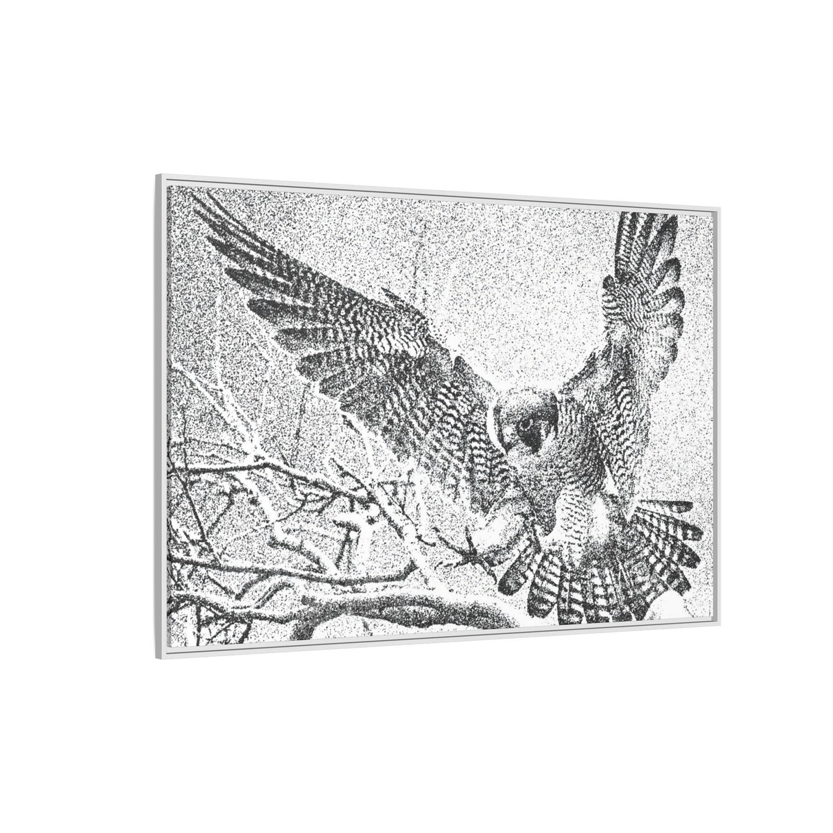 Peregrine Falcon in Flight, Tuktut Nogait National Park