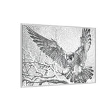 Peregrine Falcon in Flight, Tuktut Nogait National Park