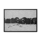 Musk Oxen in Winter