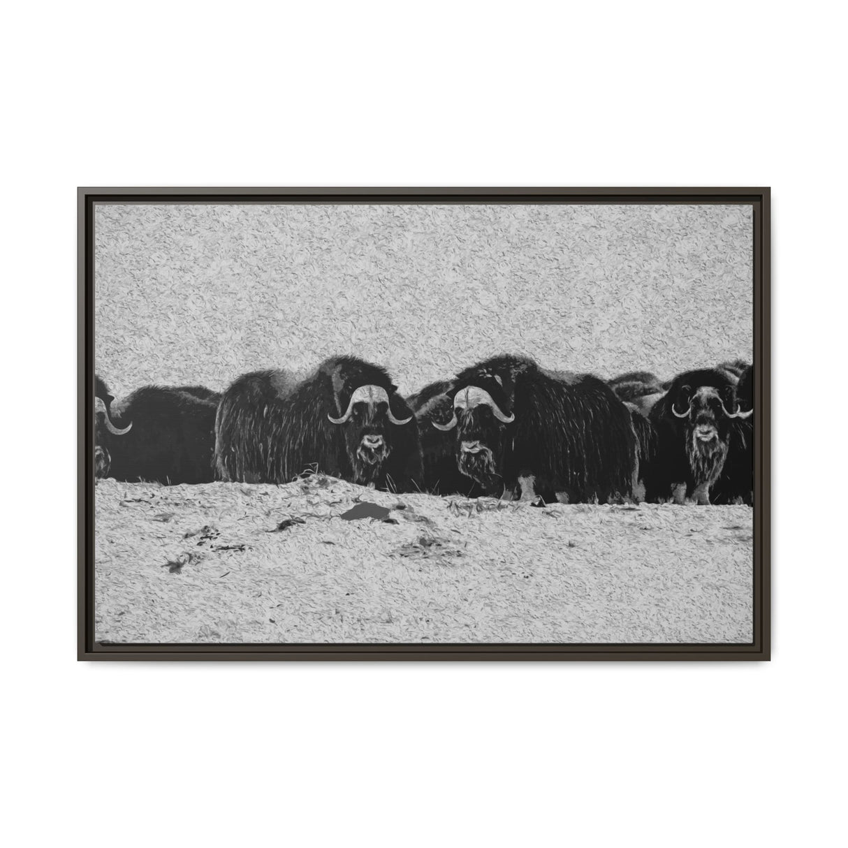 Musk Oxen in Winter