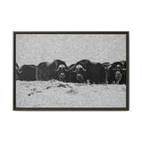 Musk Oxen in Winter
