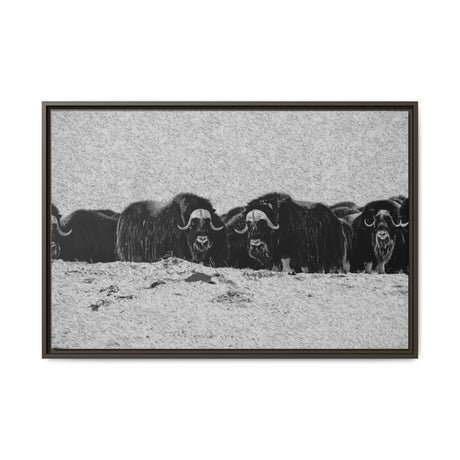 Musk Oxen in Winter