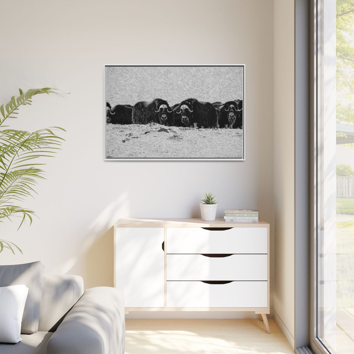 Musk Oxen in Winter