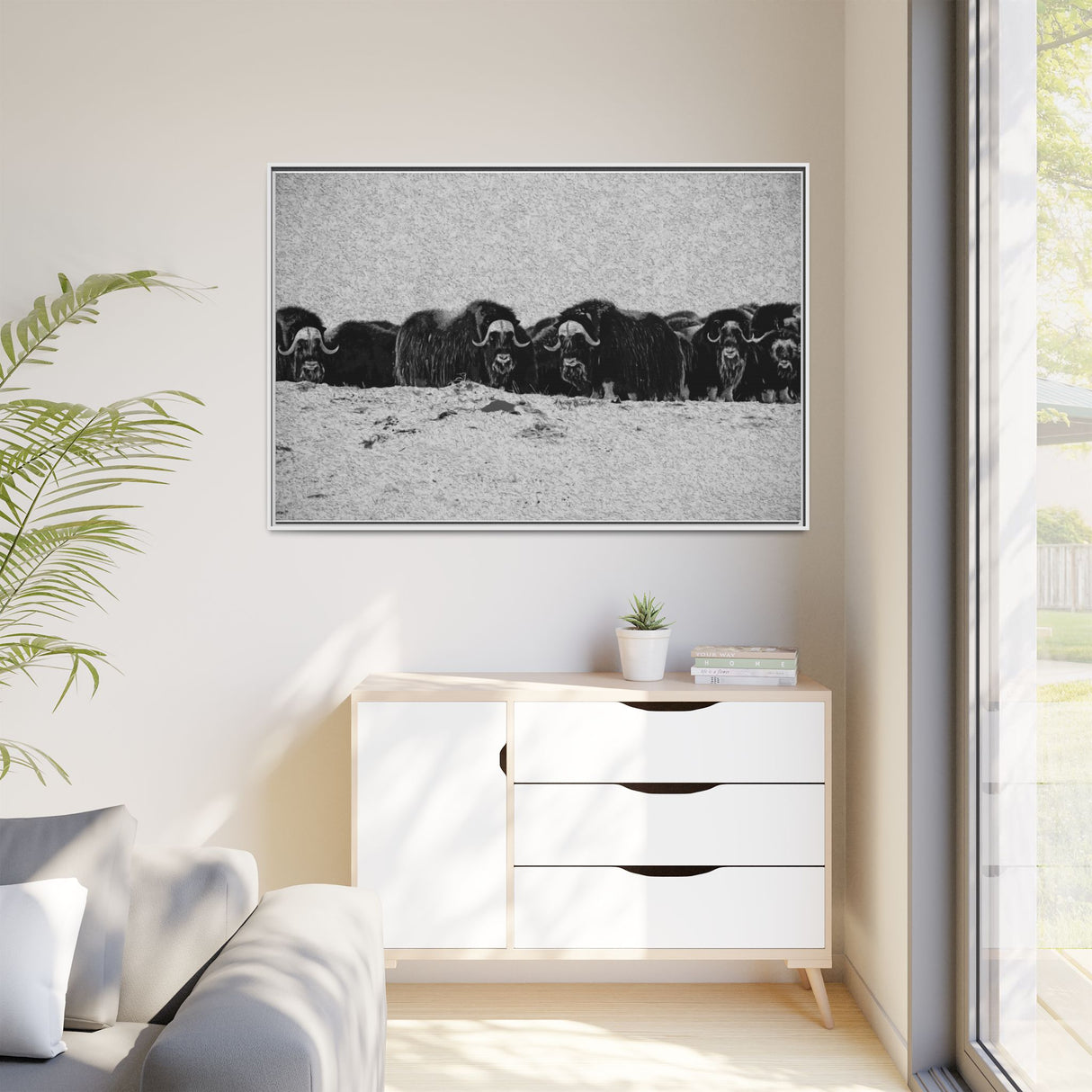 Musk Oxen of the Arctic Tundra, Sirmilik National Park