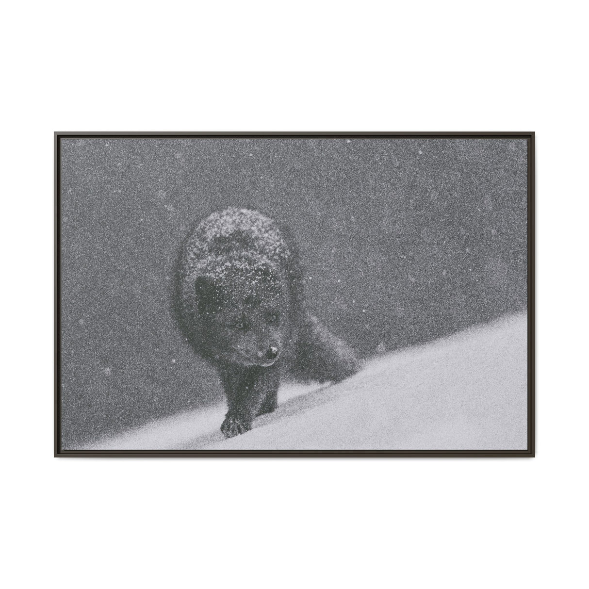 Arctic Fox in Snowfall, Quttinirpaaq National Park