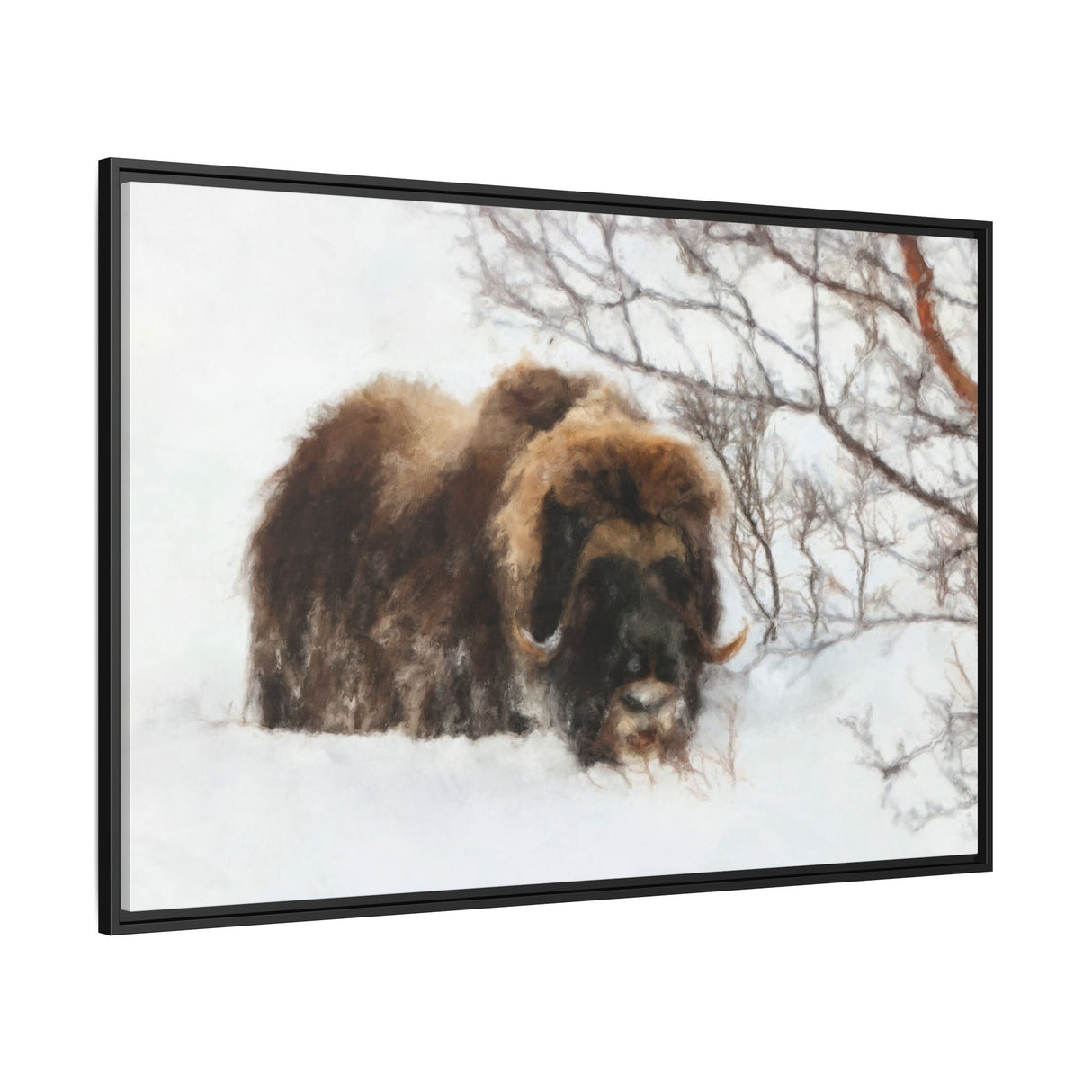 Muskox in Winter Silence, Aulavik National Park