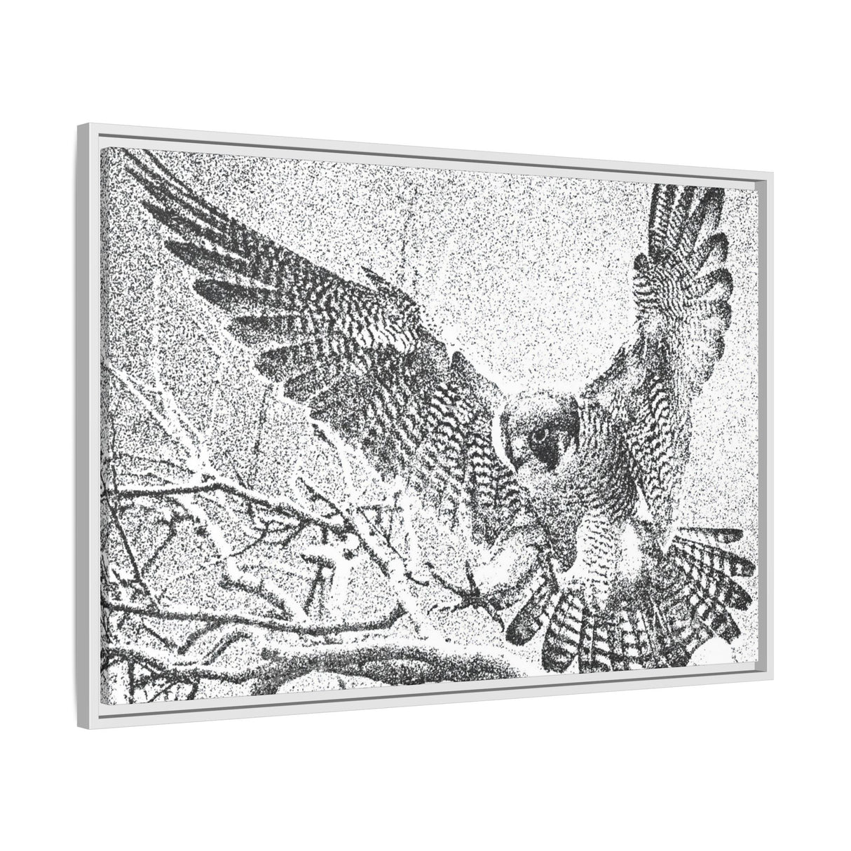Peregrine Falcon in Flight, Tuktut Nogait National Park
