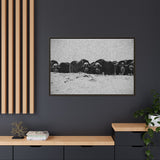Musk Oxen of the Arctic Tundra, Sirmilik National Park