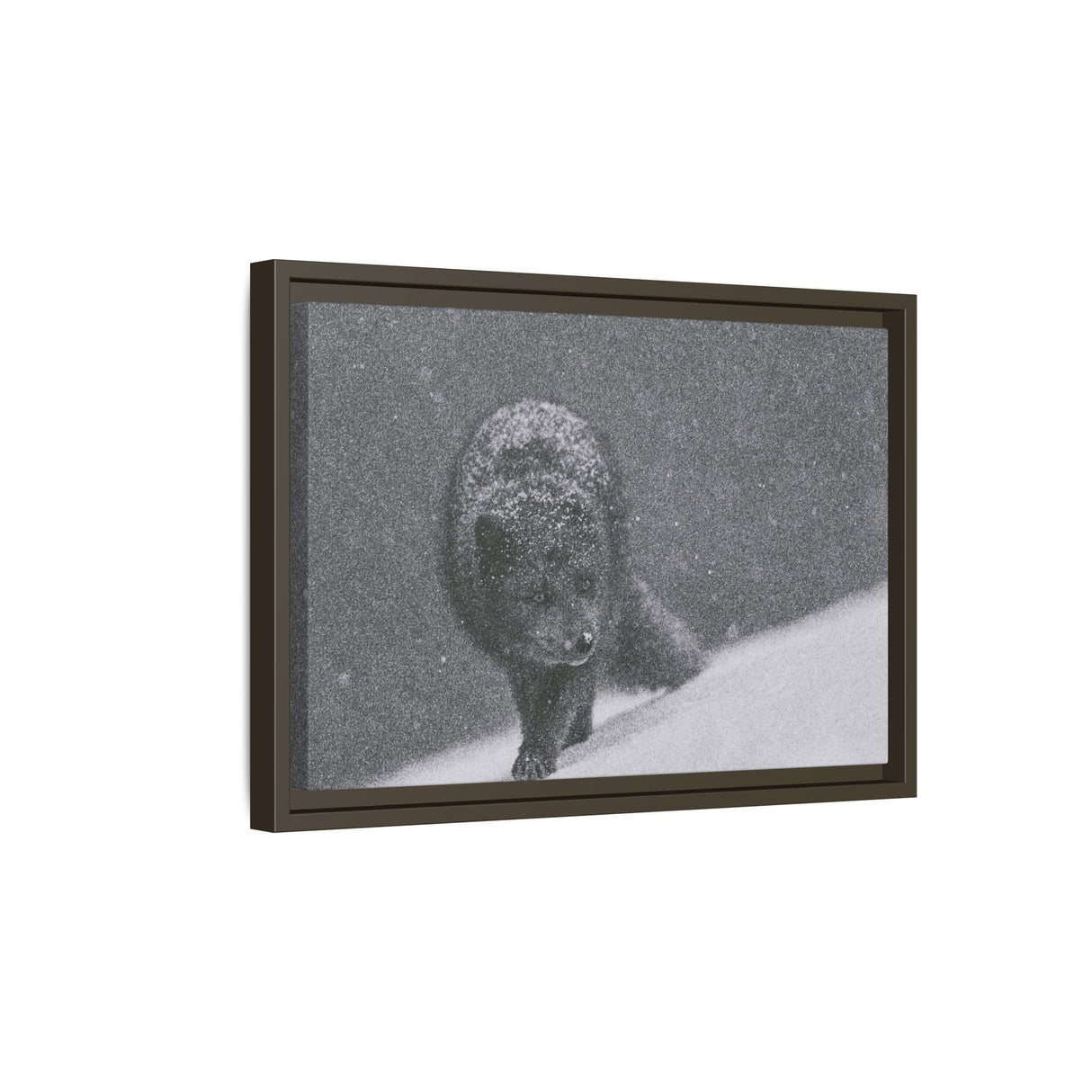 Arctic Fox in Snowfall, Quttinirpaaq National Park
