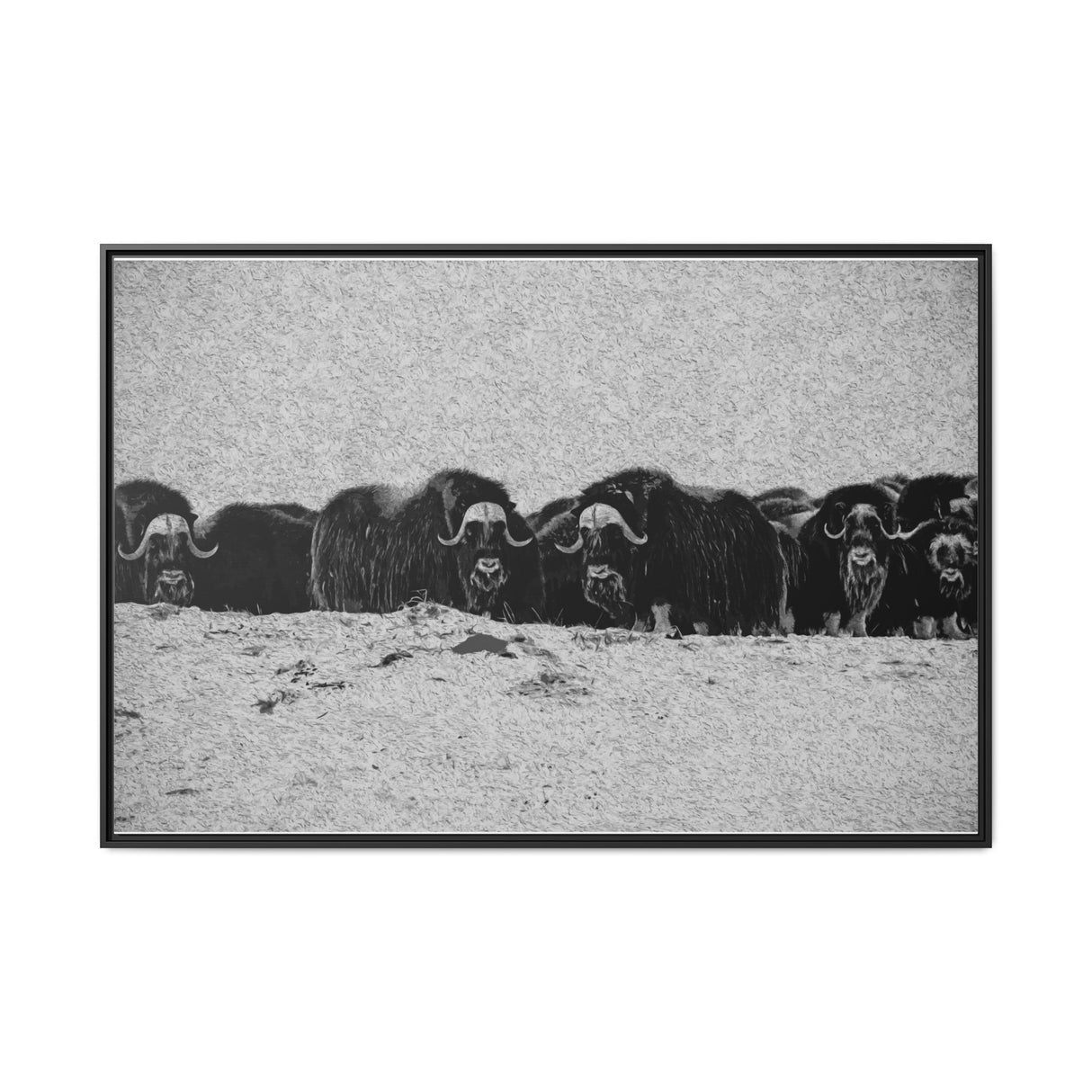 Musk Oxen of the Arctic Tundra, Sirmilik National Park