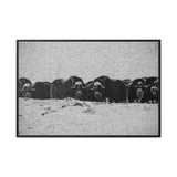 Musk Oxen of the Arctic Tundra, Sirmilik National Park