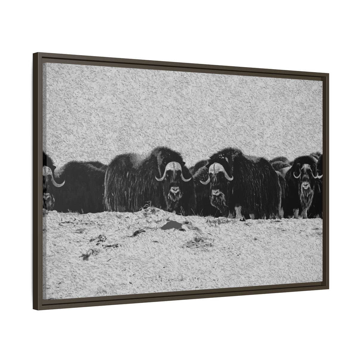 Musk Oxen in Winter