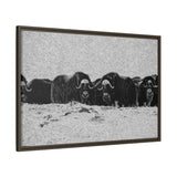 Musk Oxen in Winter