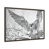 Peregrine Falcon in Flight, Tuktut Nogait National Park
