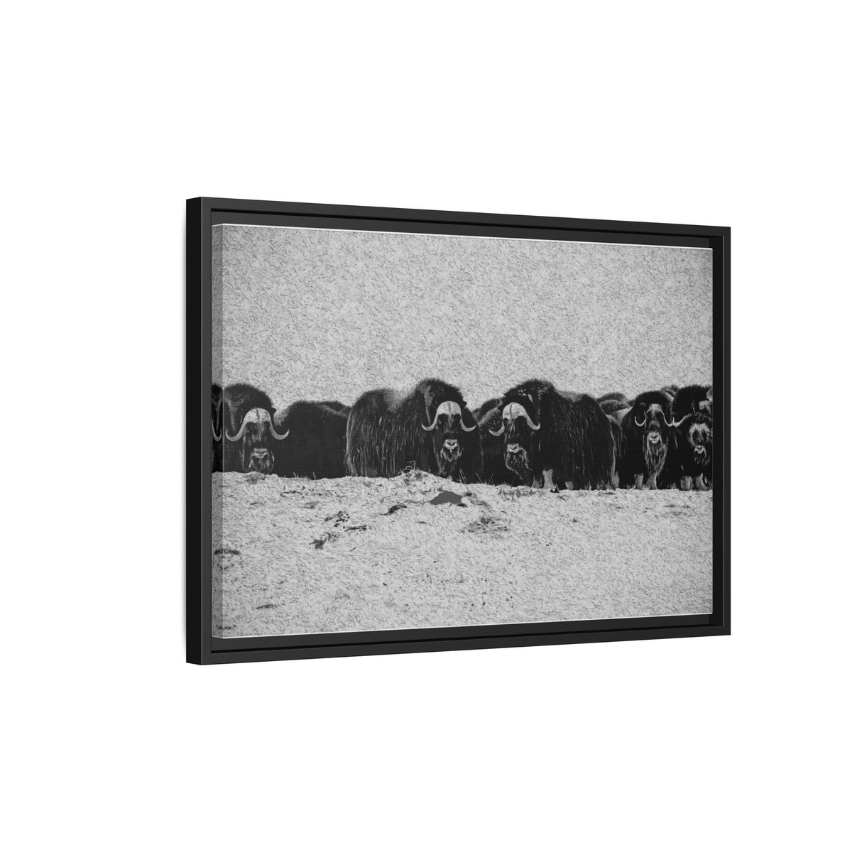 Musk Oxen of the Arctic Tundra, Sirmilik National Park