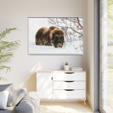 Muskox in Winter Silence, Aulavik National Park