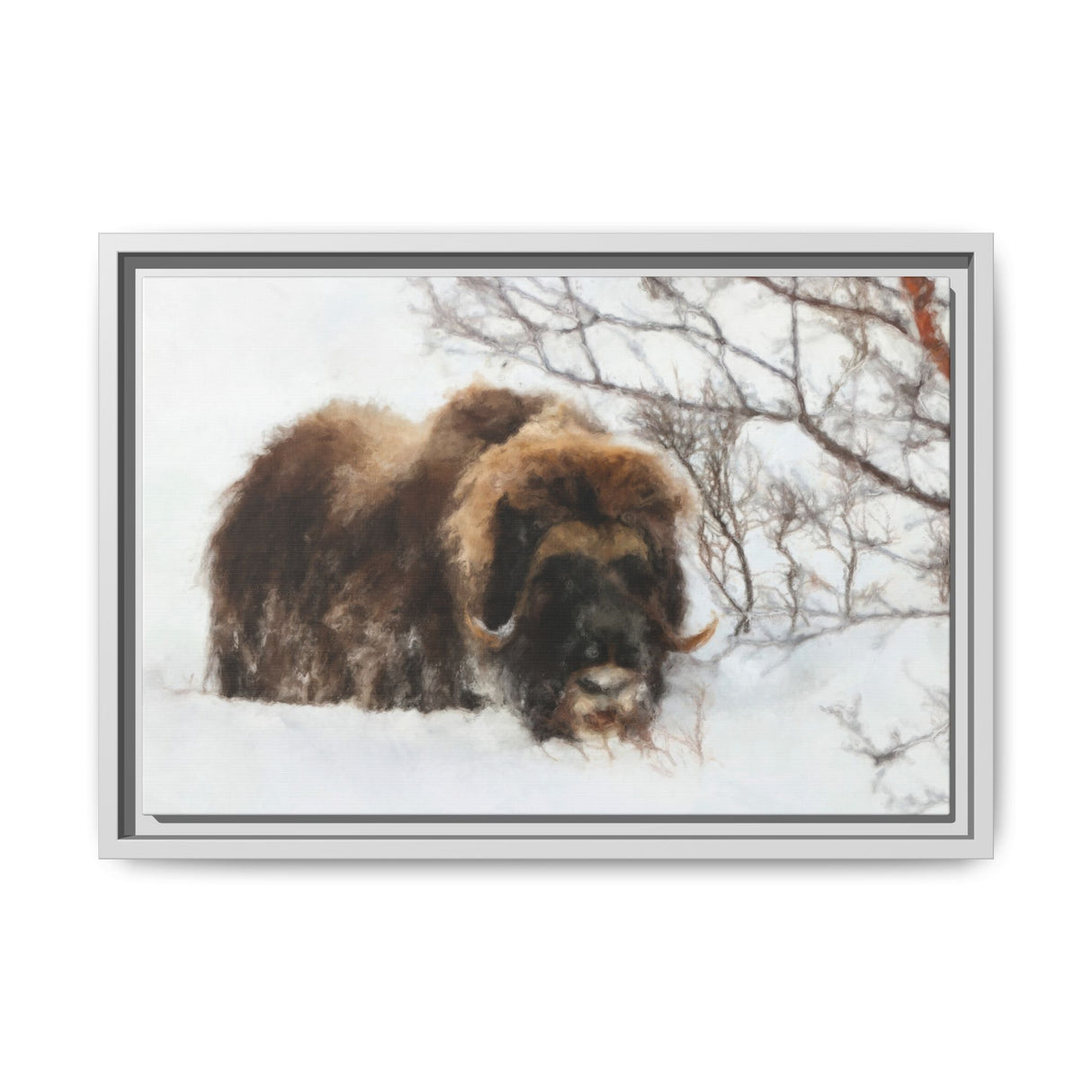 Muskox in Winter Silence, Aulavik National Park