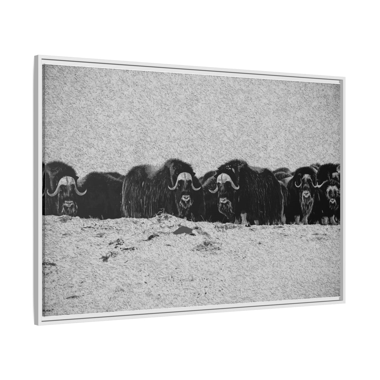 Musk Oxen of the Arctic Tundra, Sirmilik National Park