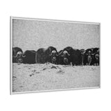 Musk Oxen of the Arctic Tundra, Sirmilik National Park