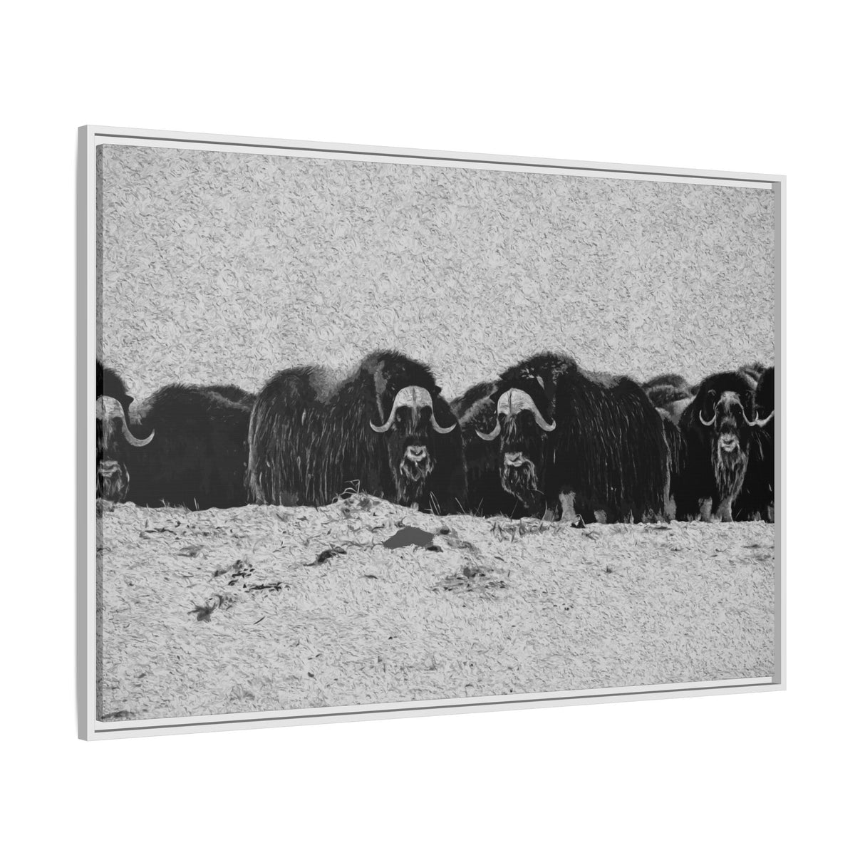 Musk Oxen in Winter
