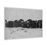 Musk Oxen in Winter