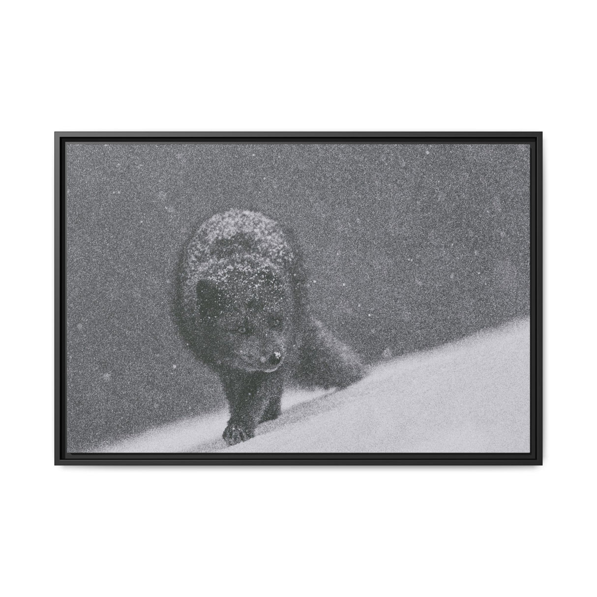 Arctic Fox in Snowfall, Quttinirpaaq National Park