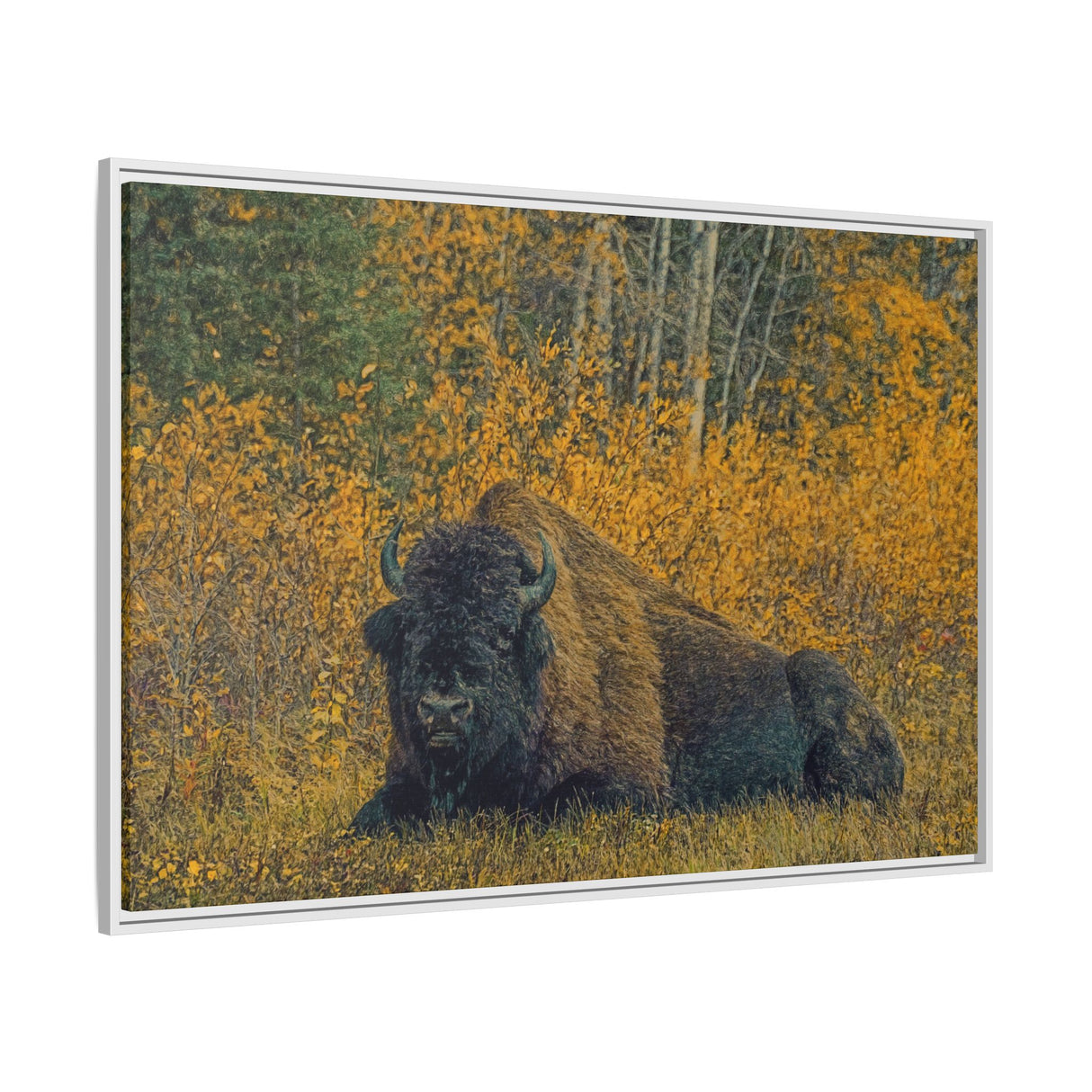 Resting Bison in Autumn, Wood Buffalo National Park