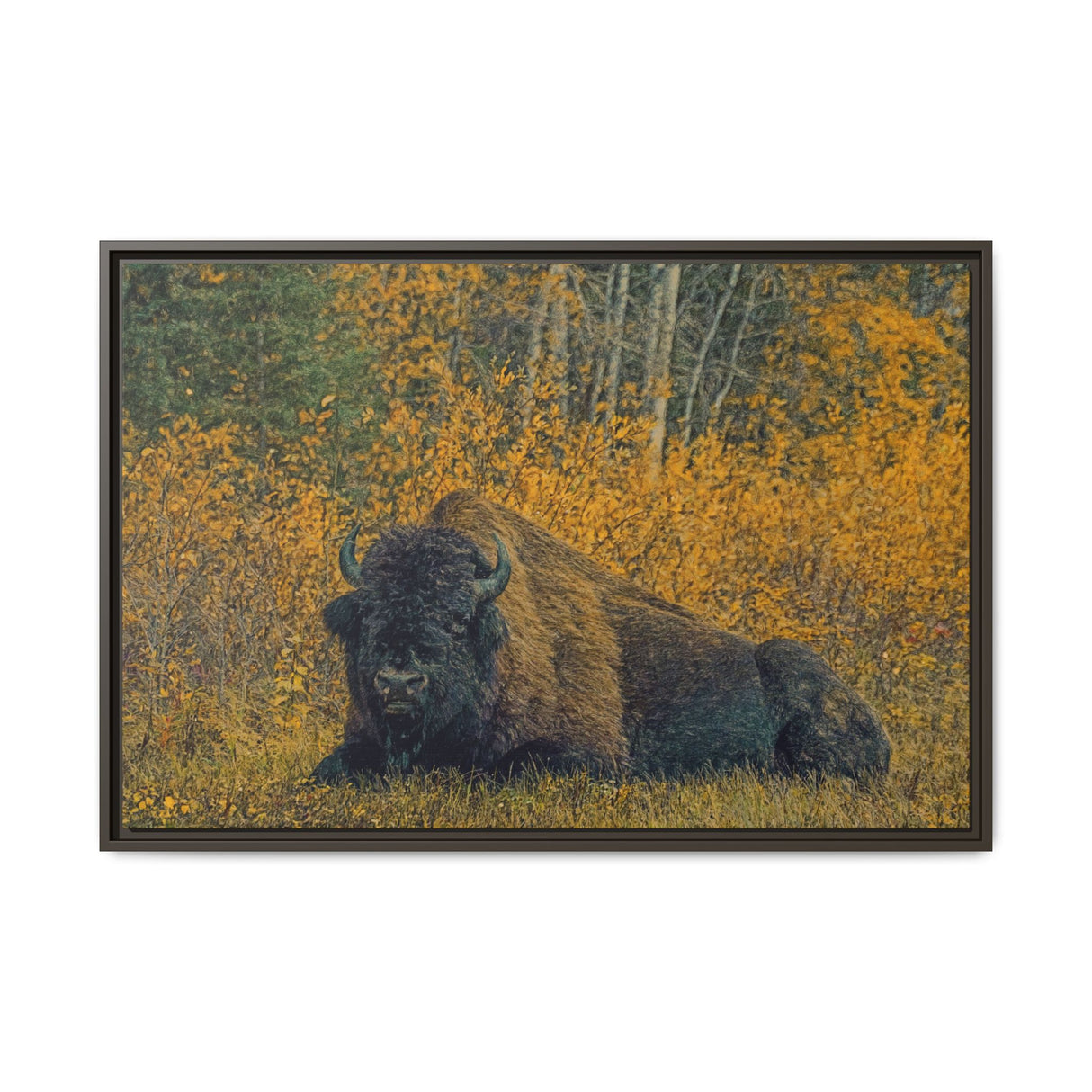 Resting Bison in Autumn, Wood Buffalo National Park