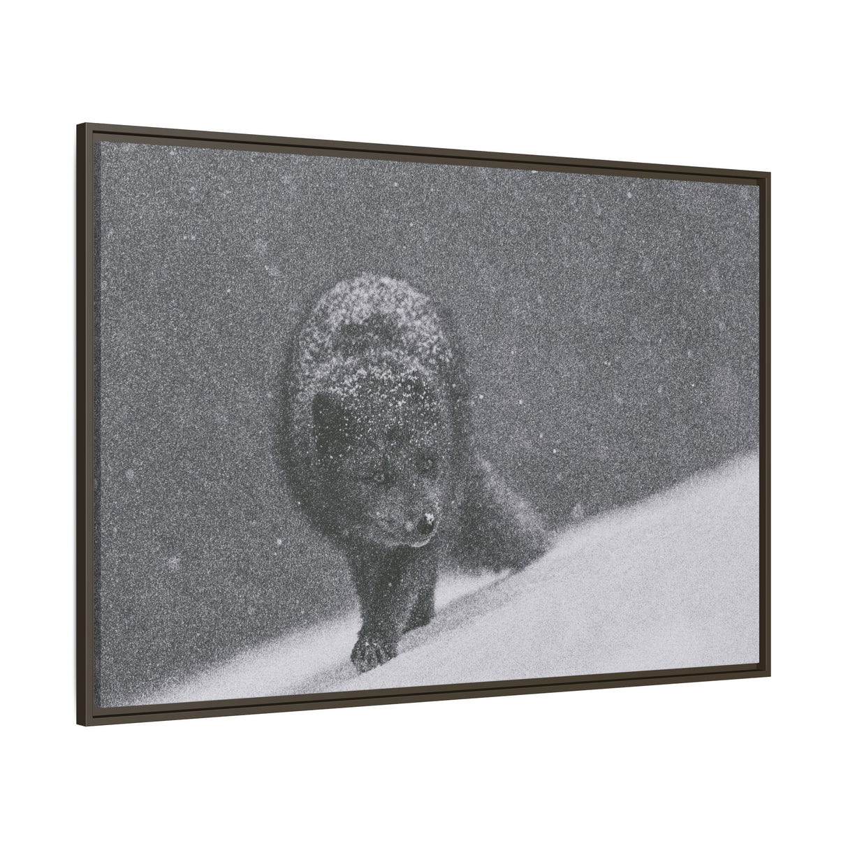 Arctic Fox in Snowfall, Quttinirpaaq National Park
