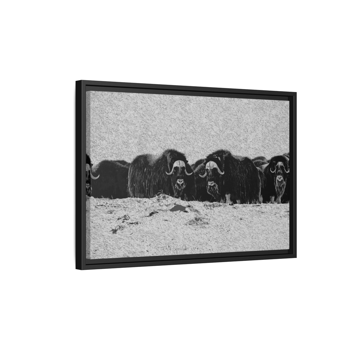 Musk Oxen in Winter