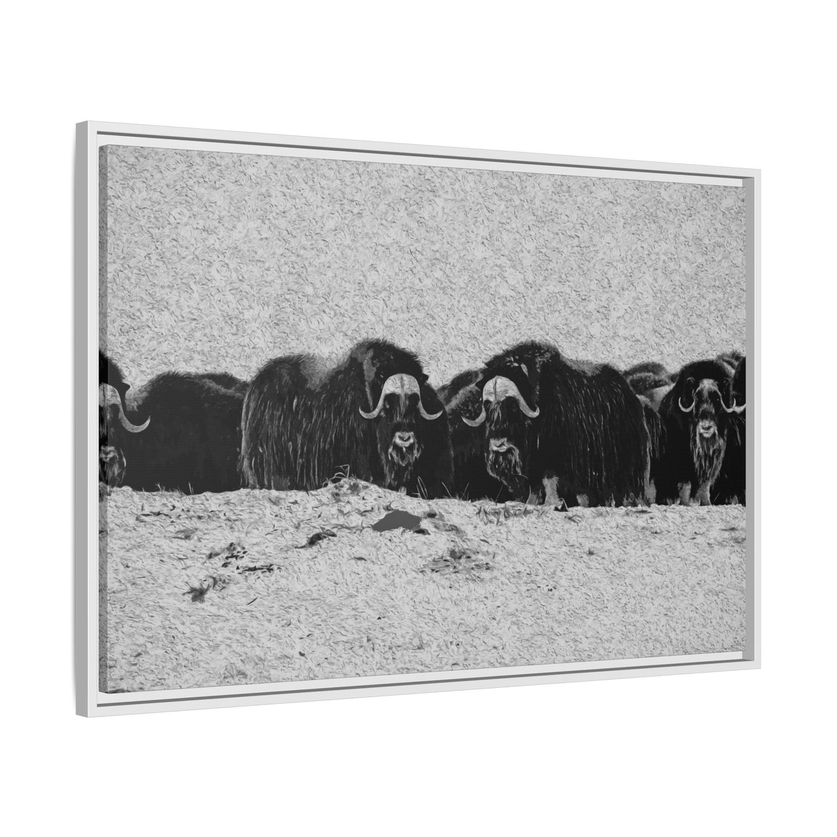 Musk Oxen in Winter