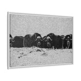 Musk Oxen in Winter
