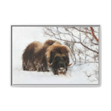 Muskox in Winter Silence, Aulavik National Park
