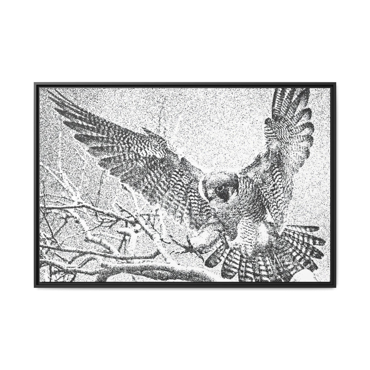 Peregrine Falcon in Flight, Tuktut Nogait National Park
